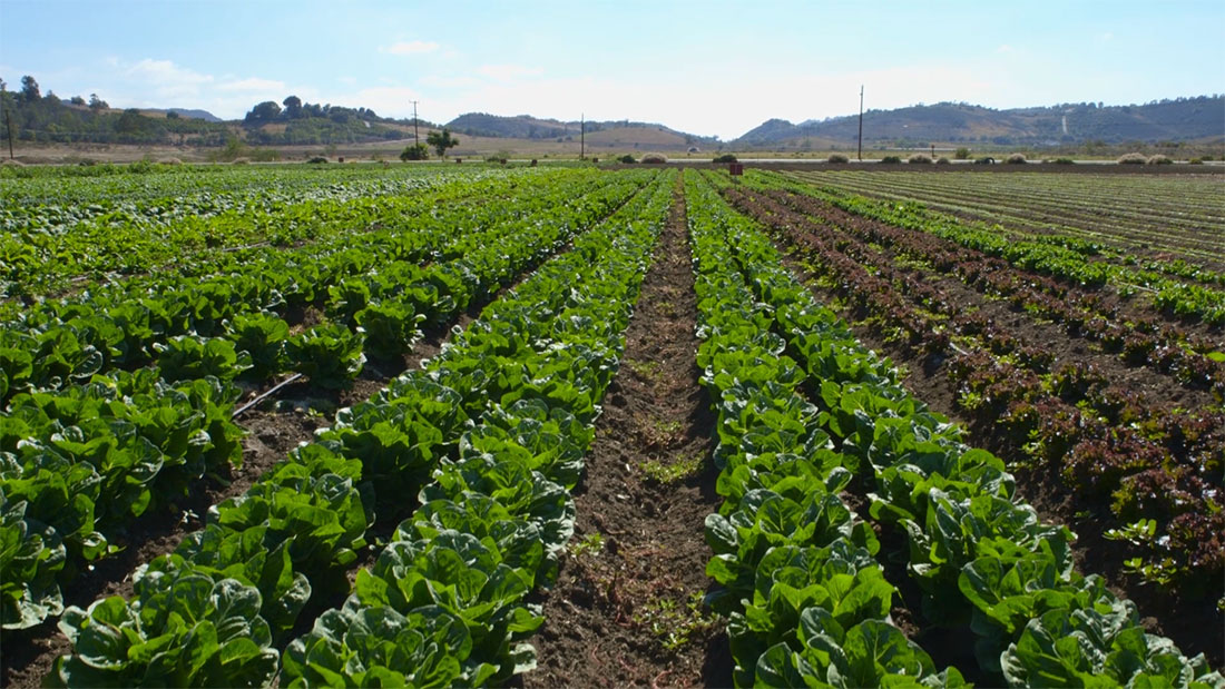 1-juice-crafters-field farm field lettuce kickstarter video california los angeles