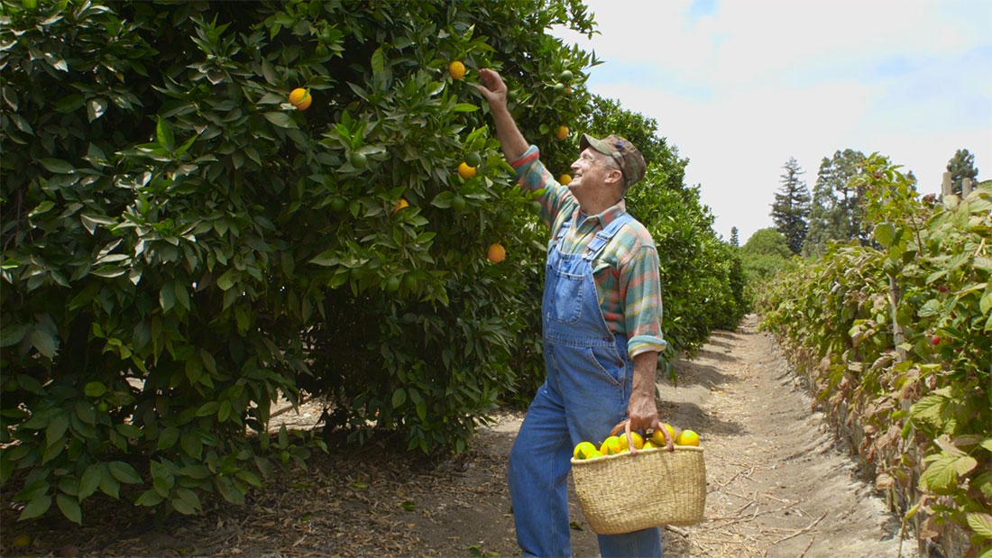2 juice crafters farmer picking oranges kickstarter video still video production still of california farmer picking oranges