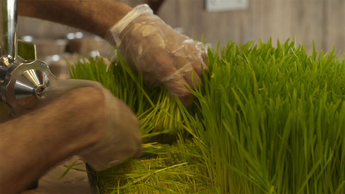 kickstarter video still juice crafters wheat grass being cut for e3live wellness shot wheat grass e3live shot juice bar california los angeles kickstarter campaign